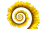 Spirale-fiore